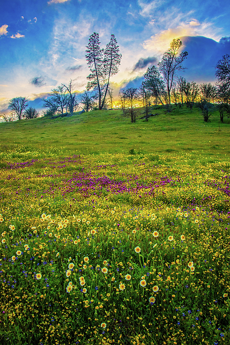 Sunset Skies and Wildflowers at Shell Creek Vertical - Superbloom 2019 by Lynn Bauer Sunset Skies and Wildflowers at Shell Creek Vertical - Superbloom 2019 by Lynn Bauer