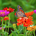 Life is Good in the Garden
